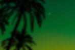 Palm Trees at Night